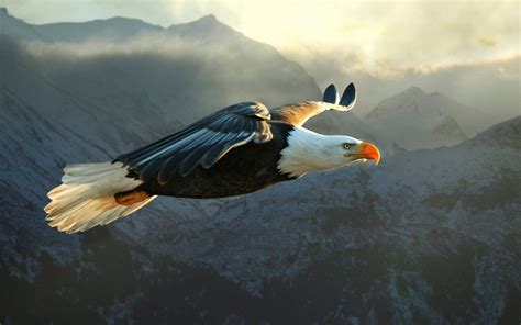 Bald Eagle Flying. - High Definition Wallpaper