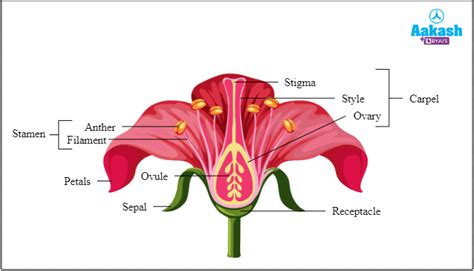 The Flower: Androecium, Gynoecium and Classification of Flowers, Practice Problems and FAQs in ...