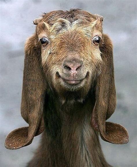 Funny Goat Pictures (50 Awesome Images)