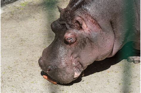 Hippo feeding in the zoo | Animal Stock Photos ~ Creative Market