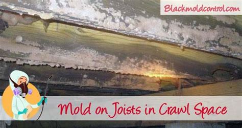 Black Mold in Crawl Space? Causes | Removal | Remediation