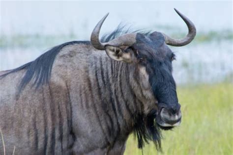 15 African Animals With Horns - Everything You Need to Know