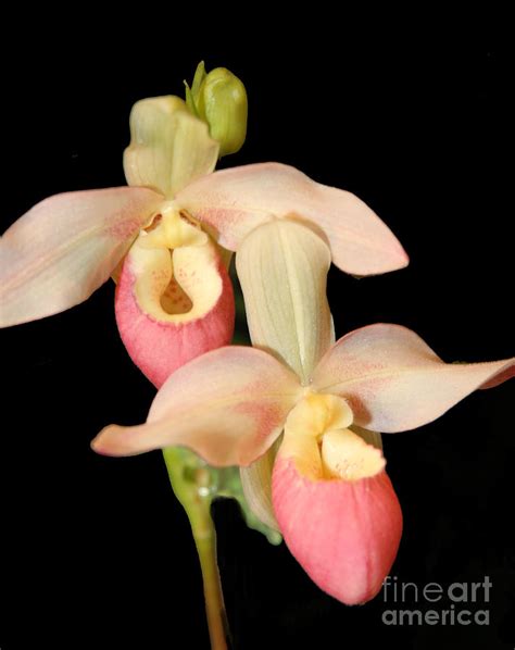 Pink Lady Slipper Orchid Photograph by Denise Woldring