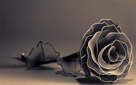 [100+] Black Rose Wallpapers | Wallpapers.com