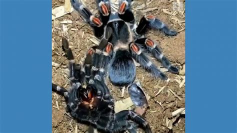 Video Time-lapse video shows tarantula molting - ABC News