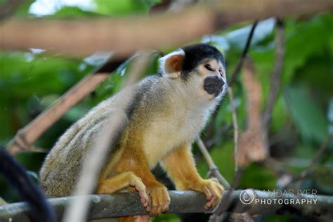 Bolivia Wildlife – Ramdas Iyer Photography