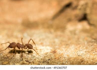 40 Sahara Silver Ant Images, Stock Photos & Vectors | Shutterstock