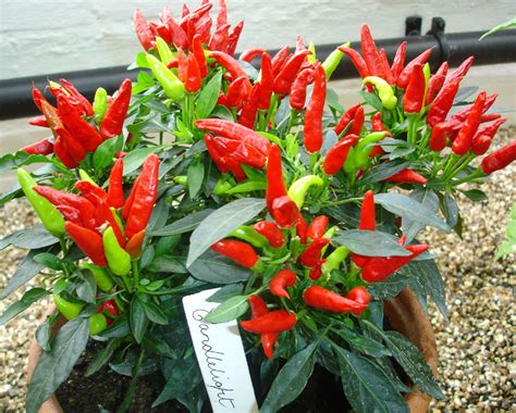 HOW TO OVERWINTER CHILLI PLANTS |The Garden of Eaden