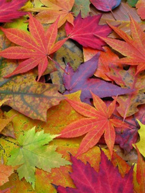 Colors of autumn | Autumn leaves, Fall colors, Leaves