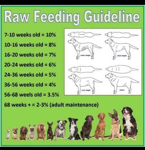 A Guide To Feeding Dogs Fresh Food