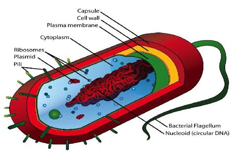 Eukaryotic Cell vs Prokaryotic Cell - Difference and Comparison | Diffen