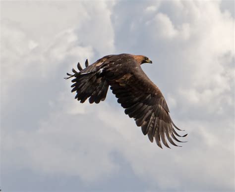 File:Golden Eagle in flight - 4.jpg - Wikimedia Commons