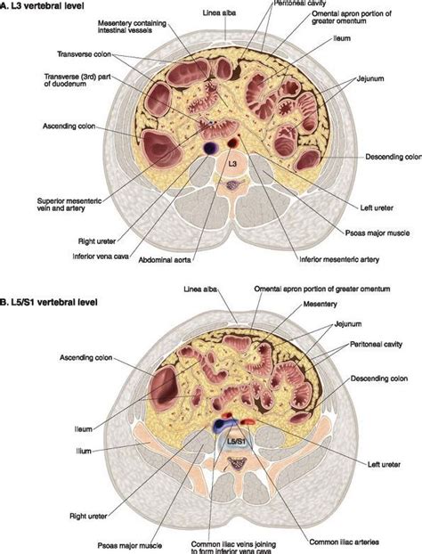 Ovid: Lippincott Williams & Wilkins Atlas of Anatomy | Anatomy ...