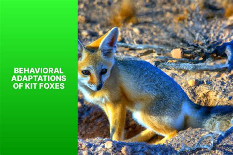 Discover 7 Remarkable Kit Fox Adaptations and Their Survival Strategies ...