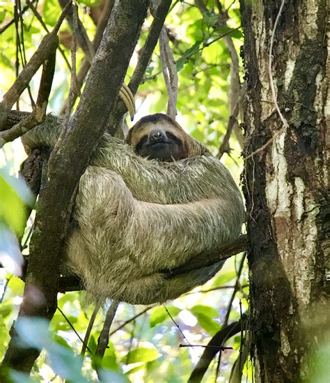 Sight wildlife at Manuel Antonio National Park - live online tour from ...