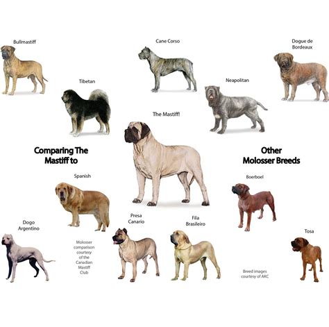 Table of ContentsFactors To Think About1) French Mastiff2) German Mastiff / Great Dane3 ...