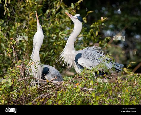 Nesting pair of Great Blue Heron Stock Photo - Alamy