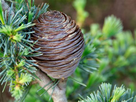 10 Types of Cedar Trees That Everyone Should Know | American Conifer Society