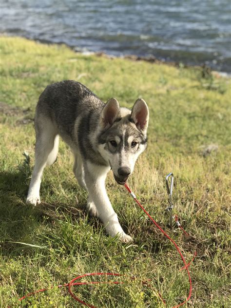 Siberian Husky Wolf mix | Husky wolf mix, Wolf husky, Husky