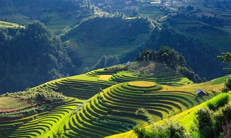 11 Beautiful Rice Fields in Vietnam to Get Nice Pictures