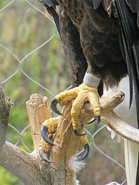 Bald Eagle claws. Zoo America, Hershey, PA | Bald eagle, Bird ...