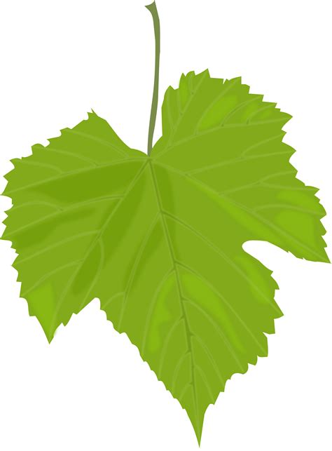 Free Leaf Png Transparent, Download Free Leaf Png Transparent png images, Free ClipArts on ...