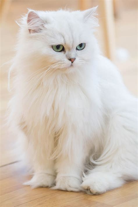 Persian White Cat - Bin3aiah World!