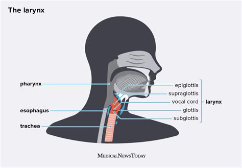 Larynx: Location, anatomy, function, and more