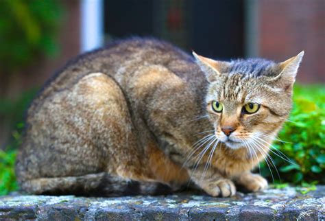 Silver tabby cat HD wallpaper | Wallpaper Flare