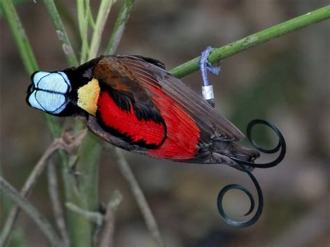 7 Macam dan Jenis Burung Cenderawasih - Satu Jam