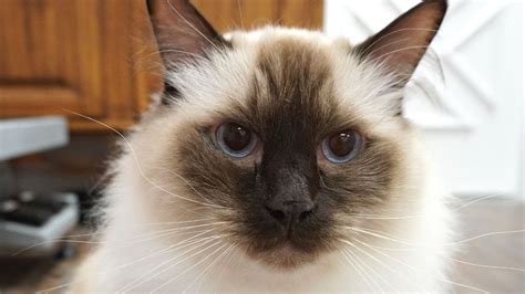 16 Ragdoll Cat Pros and Cons You Need To Know