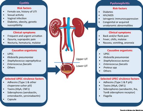 Urinary Tract Infection: Pathogenesis and Outlook: Trends in Molecular Medicine