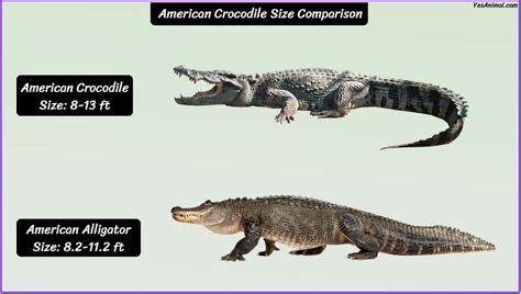 American Crocodile Size: How Big Are They Compared To Others