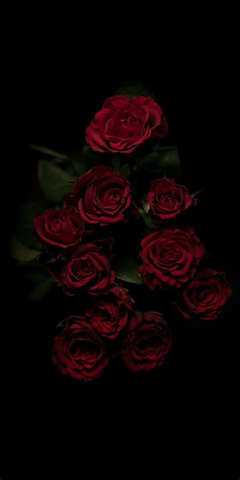 Download Red Roses In Black Aesthetic Background | Wallpapers.com