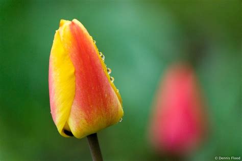 tulip bud - Pesquisa Google