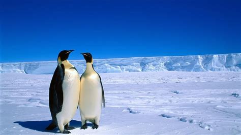 Free photo: Penguin Couple - Animal, Bird, Couple - Free Download - Jooinn