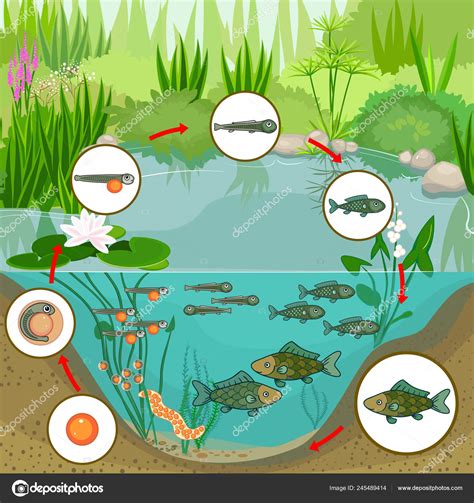 Cycle Of Ecosystem