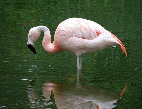 CHILEAN FLAMINGO LIFE EXPECTANCY