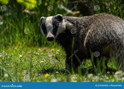 British Badger in a Field Devon England Uk Stock Photo - Image of slats, nature: 222269436