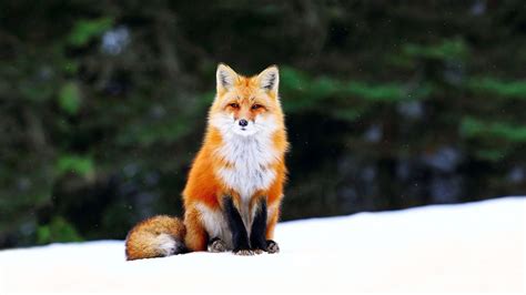 Fox Wallpapers - Wallpaper Cave