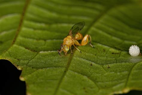 Premium Photo | Adult chalcidoid wasp of the family chalcididae