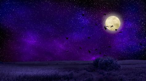 full moon, starry sky, birds, night, photoshop, 4k HD Wallpaper