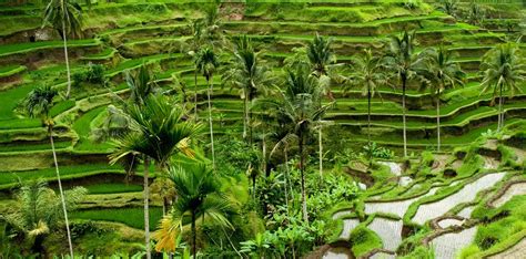 Wisata Ubud Eksotisnya Desa Seniman di Bali - Bali