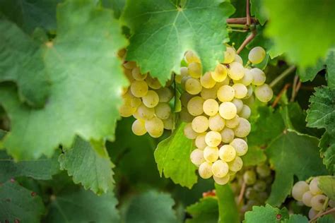 C is For Chardonnay • Exploring Chardonnay's History & Styles