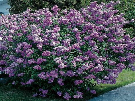 The 25+ best Dwarf evergreen shrubs ideas on Pinterest | Dwarf shrubs, Dwarf evergreen trees and ...