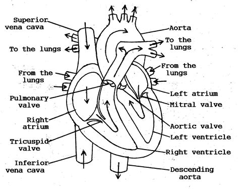 Get Heart Anatomy Diagram Worksheet Pictures | Diagram Printabel