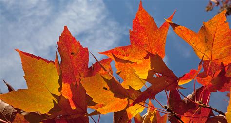 UW Arboretum Fall Colors Photograph by Natural Focal Point Photography - Fine Art America