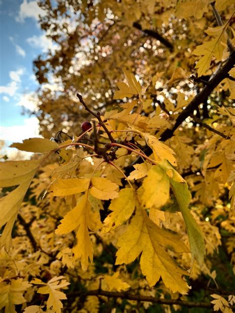 Free Images : golden, autumn, yellow, branch, twig, deciduous, woody plant, sunlight, biome ...