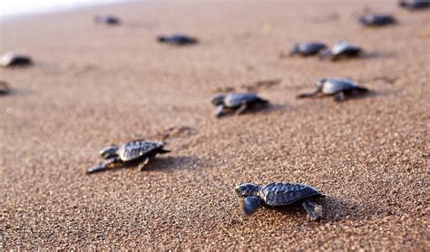 Breathtaking Hatching of Baby Sea Turtles (Must See)