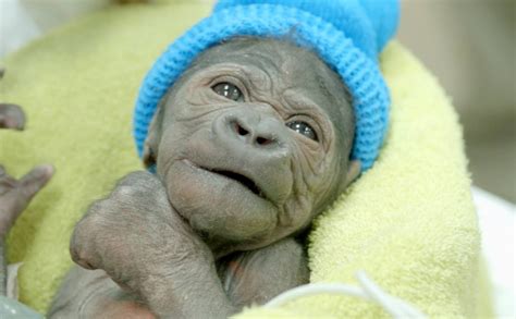 It's a Girl! Baby Gorilla Born via Rare C-section in California [VIDEO]